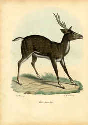 Axis hjort, 1863-79